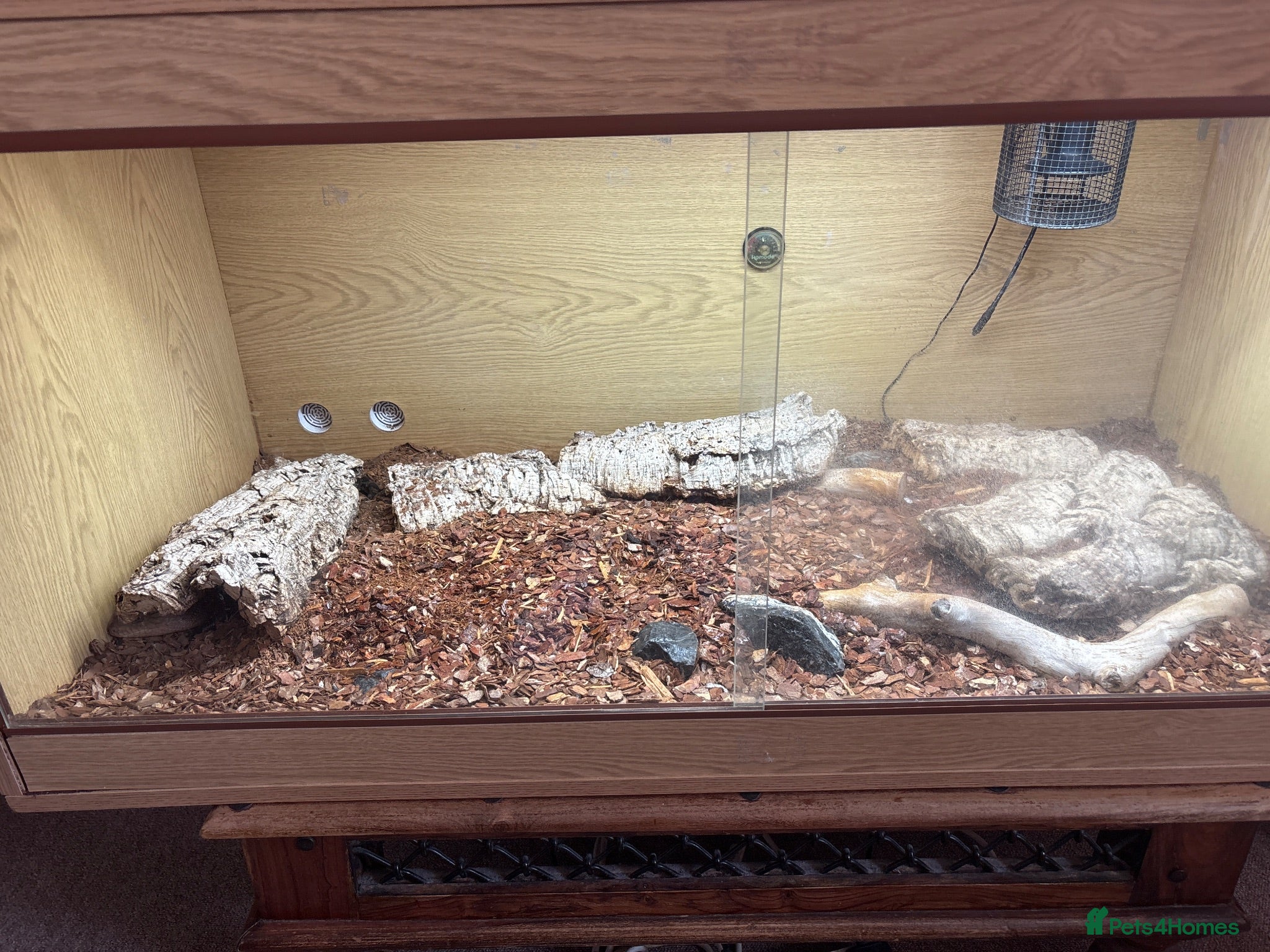 Skink reptiles Captive Bred Blue Tongue Skink + Setup - Advert 14