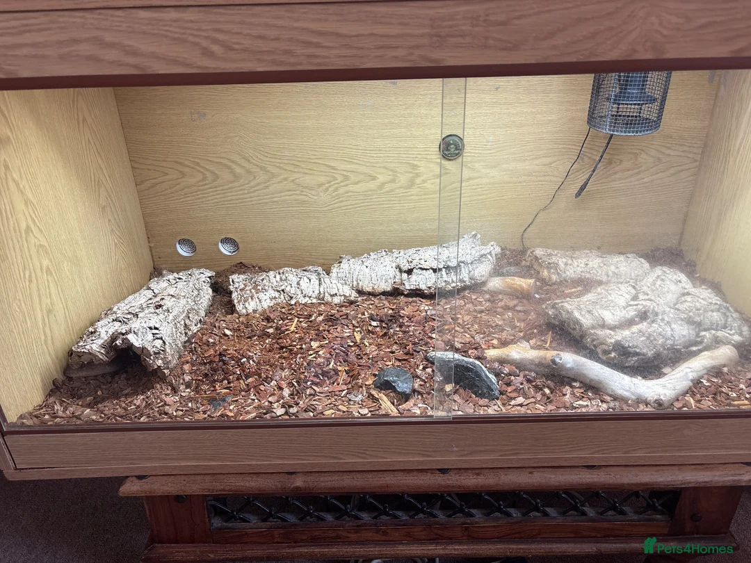 Skink reptiles for sale: Captive Bred Blue Tongue Skink + Setup - Advert 1
