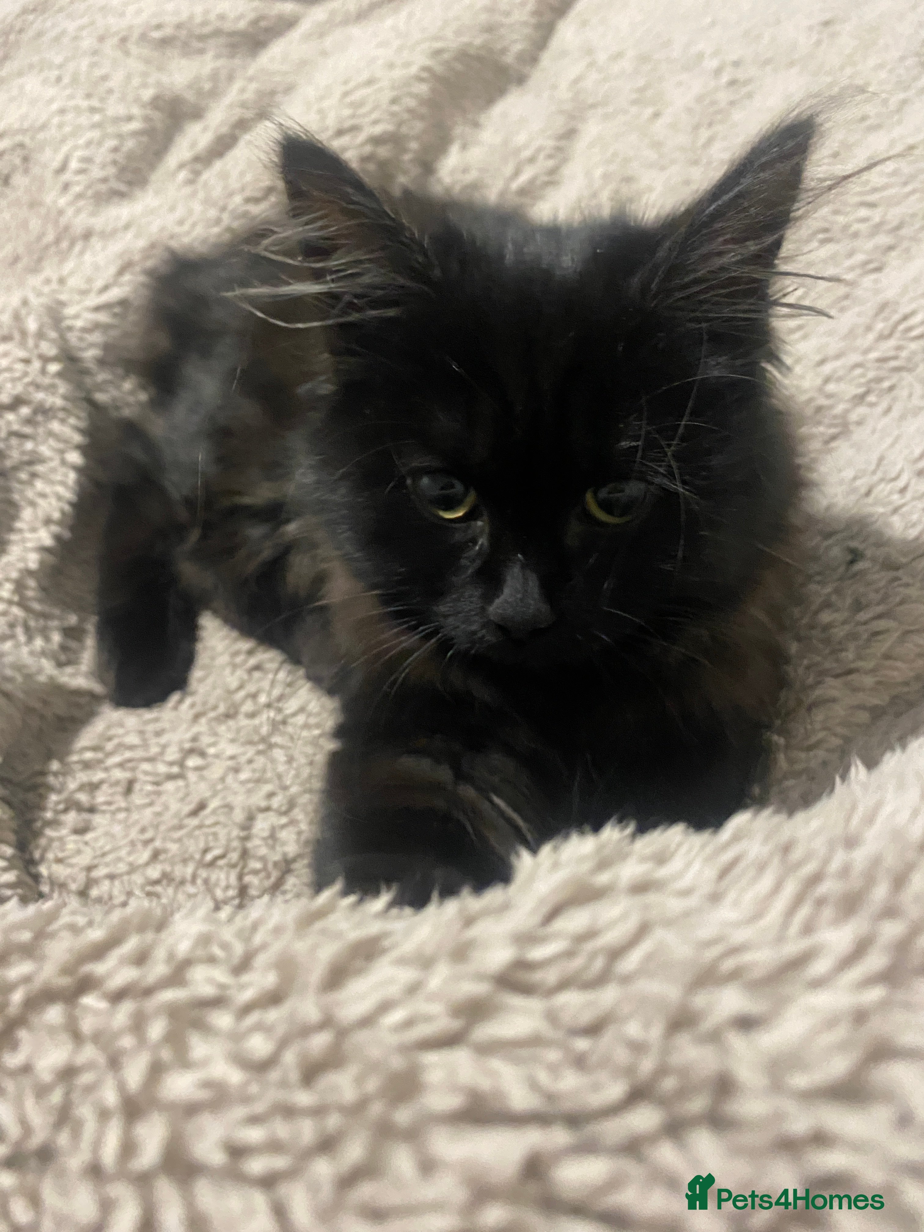 Mixed Breed cats Lovely kitten is looking for a house - Advert 21