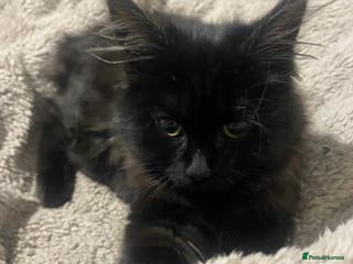 Mixed Breed cats Lovely kitten is looking for a house - Advert 17