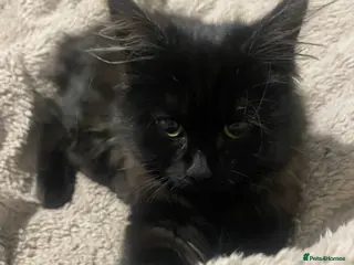 Mixed Breed cats Lovely kitten is looking for a house - Advert 18