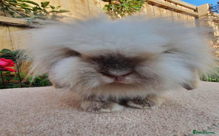 Mini Lion Lop rabbits - Advert 14