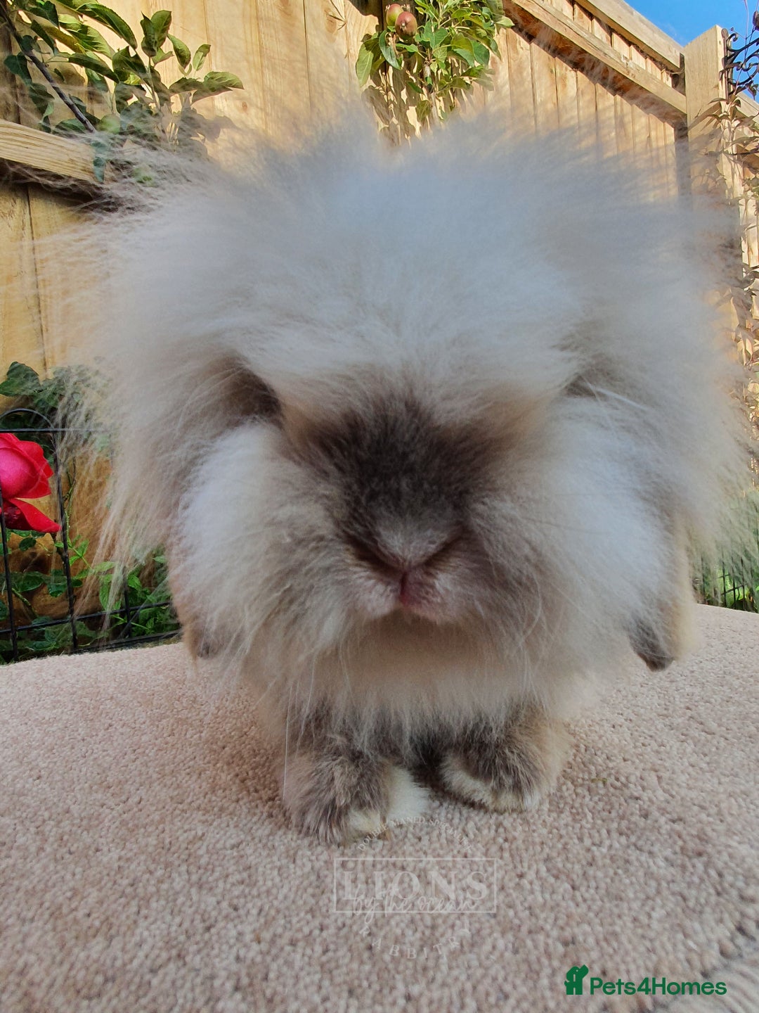 Mini Lion Lop rabbits for sale: Teddy lionlop - Image 1