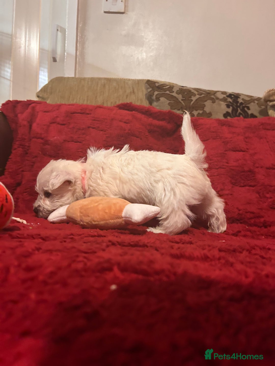 West Highland Terrier dogs for sale: West highland puppies - Advert 12