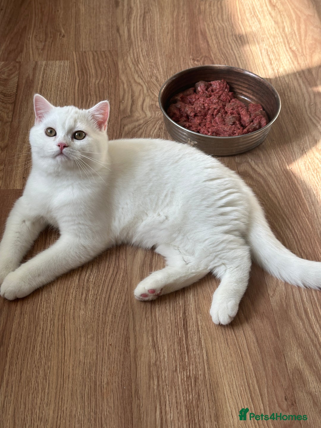 British Shorthair cats for sale: Gorgeous British Longhair & Shorthair Kittens - Advert 35