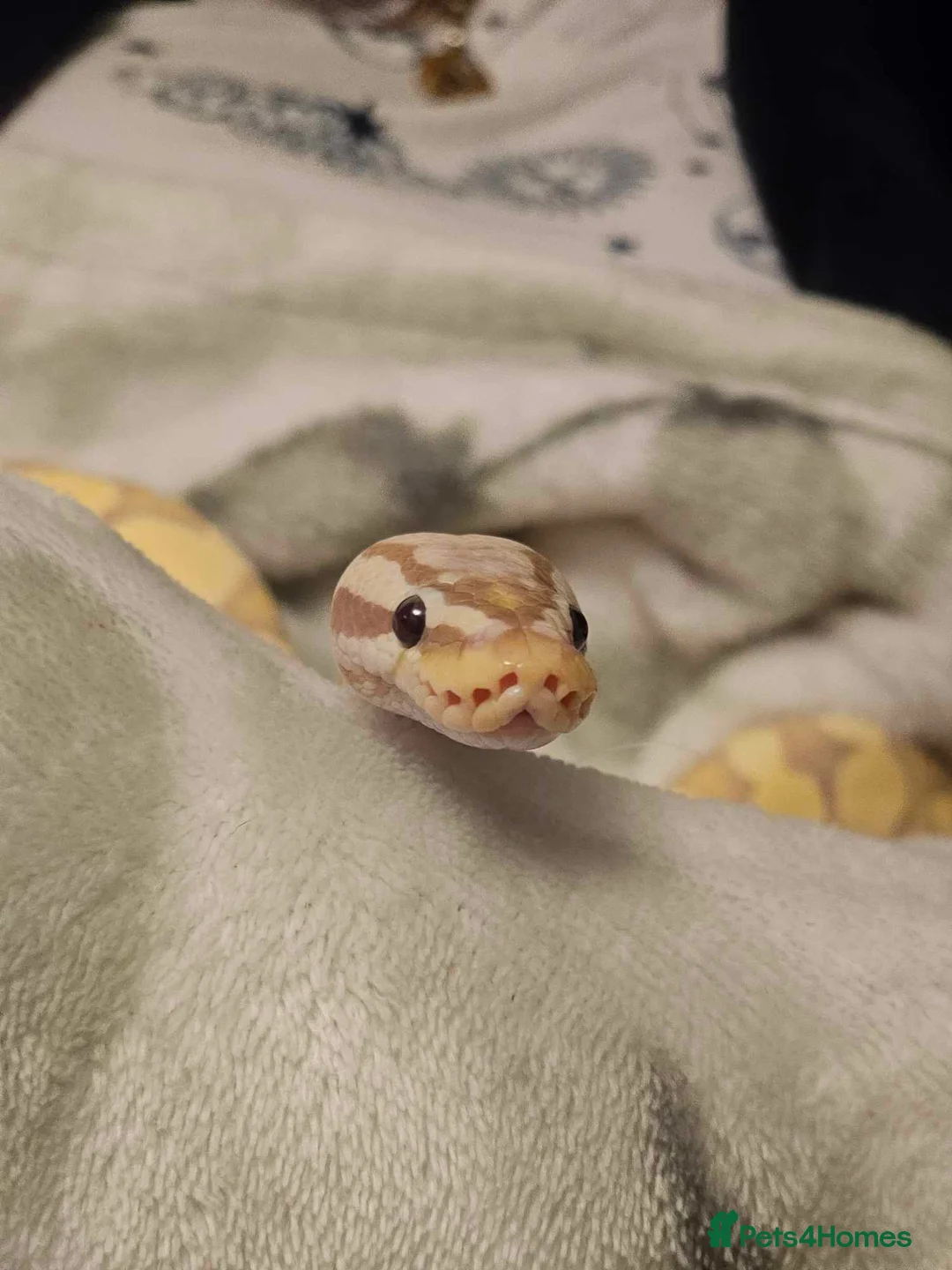 Python Snake reptiles for sale: Beautiful pythons for sale  - Advert 9