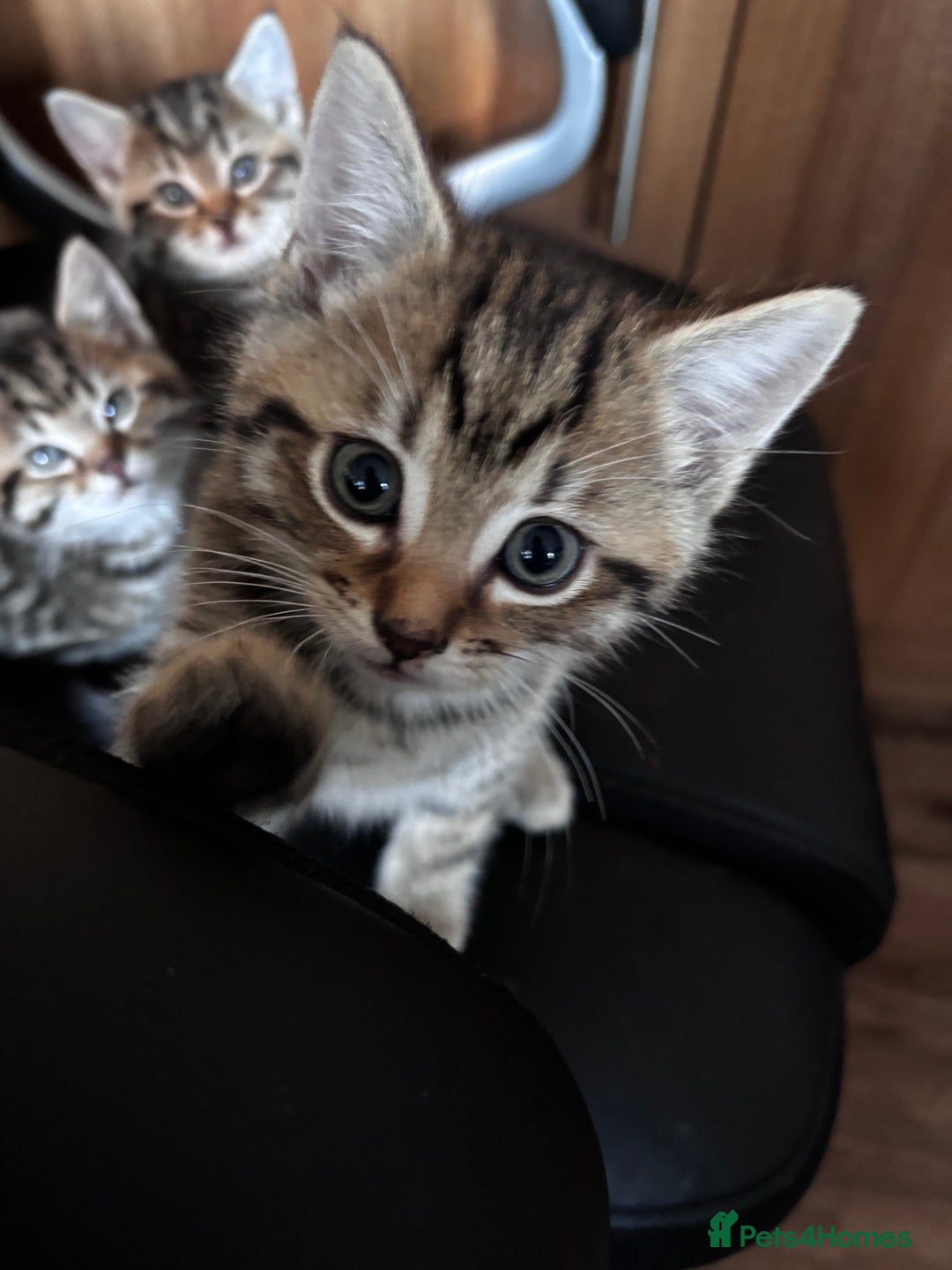 Mixed Breed cats for sale: Mixed litter of 8 week old kittens - Advert 9