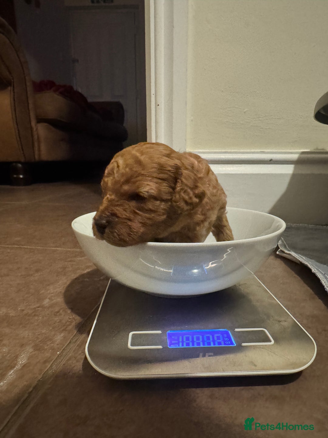 Cavapoo dogs for sale: Toy Cavapoo F1B - 4 girls & 3 boys - Advert 12