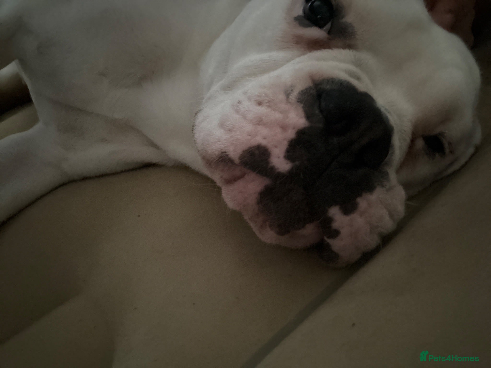 Mixed Breed dogs Lovely bulldog mix female  - Advert 1