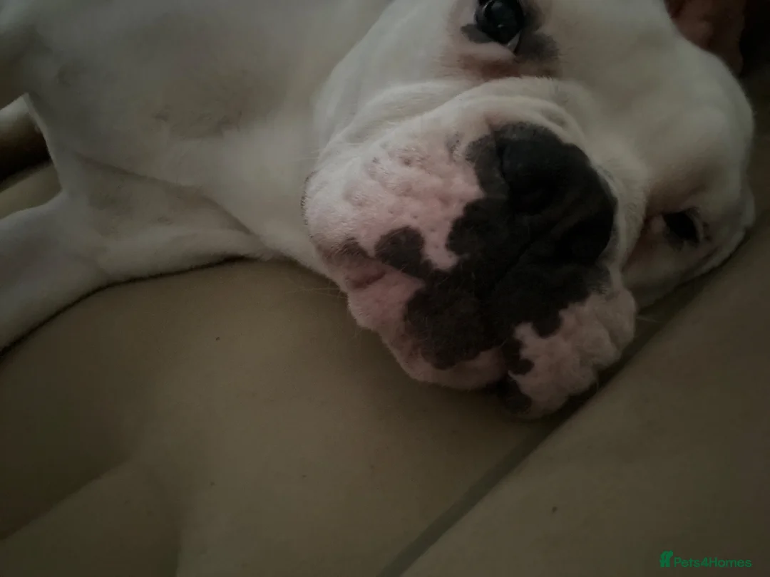 Mixed Breed dogs for sale: Lovely bulldog mix female  - Advert 1