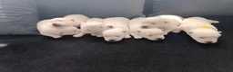 West Highland Terrier dogs for sale: RKC west highland white terrier puppies  - Advert 6