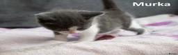 Mixed Breed cats for sale: 2 Affectionate British Shorthair Cross Kittens - Advert 31