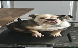 English Bulldog dogs for sale: Mable xx - Image 5