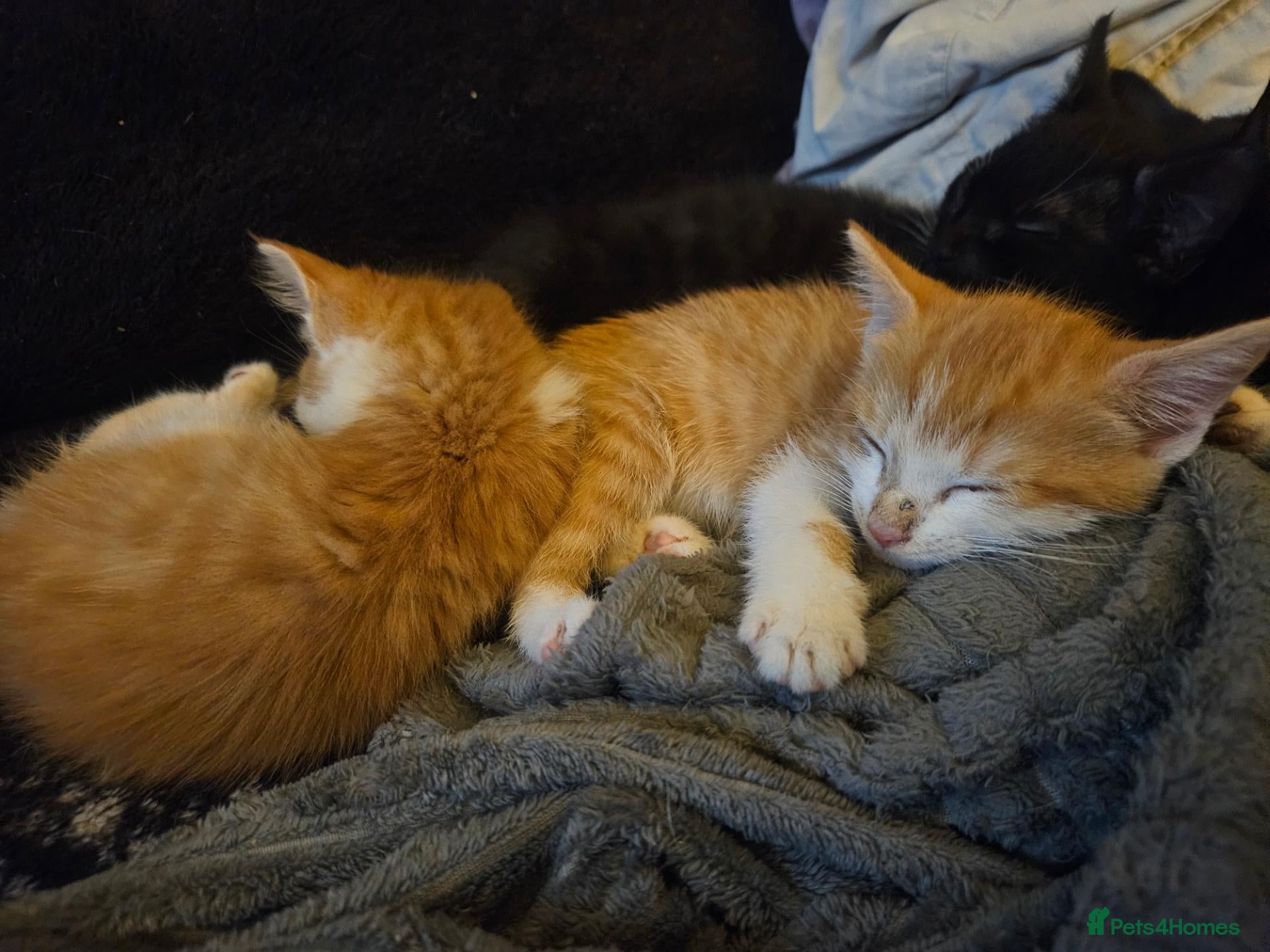 Mixed Breed cats 3 loving ginger and white kittens - Advert 6