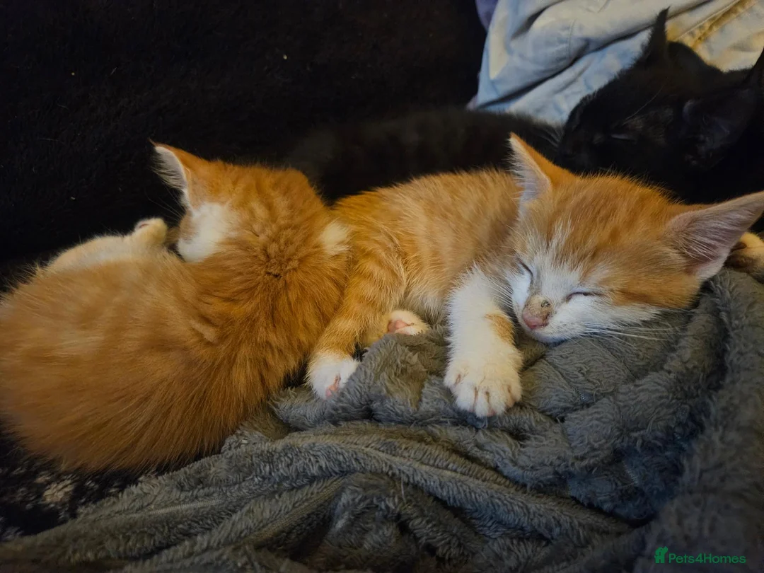 Mixed Breed cats for sale: 3 very loving ginger and white kittens in Worcester - Advert 7