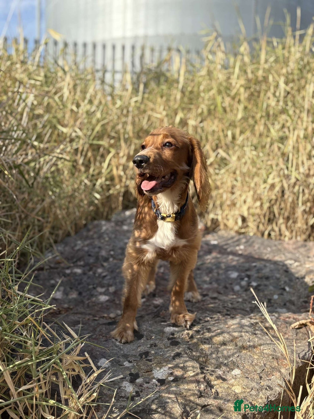 Cocker Spaniel dogs for sale: Male Cocker spaniel  - Advert 4
