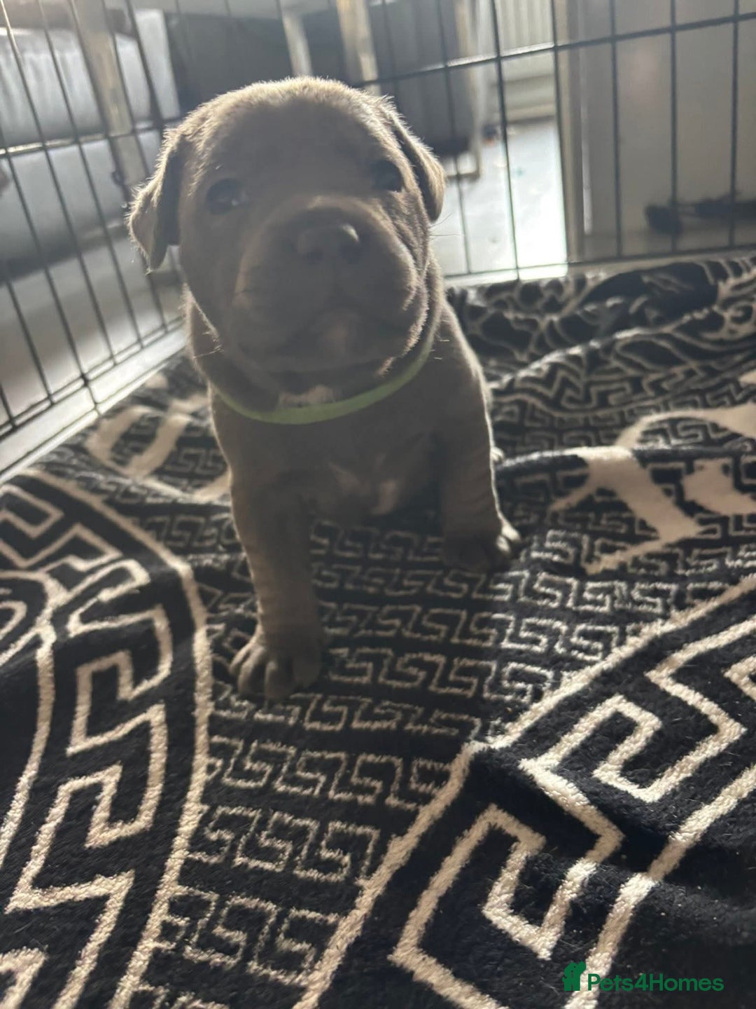 Staffordshire Bull Terrier dogs for sale: Two male four female - Advert 19