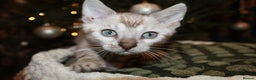 Bengal cats for sale: Last snow boy READY NOW  - Advert 8