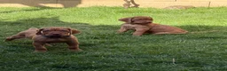 Hungarian Vizsla dogs for sale: Dual purpose Hungarian wirehaired Vizsla puppies - Advert 5