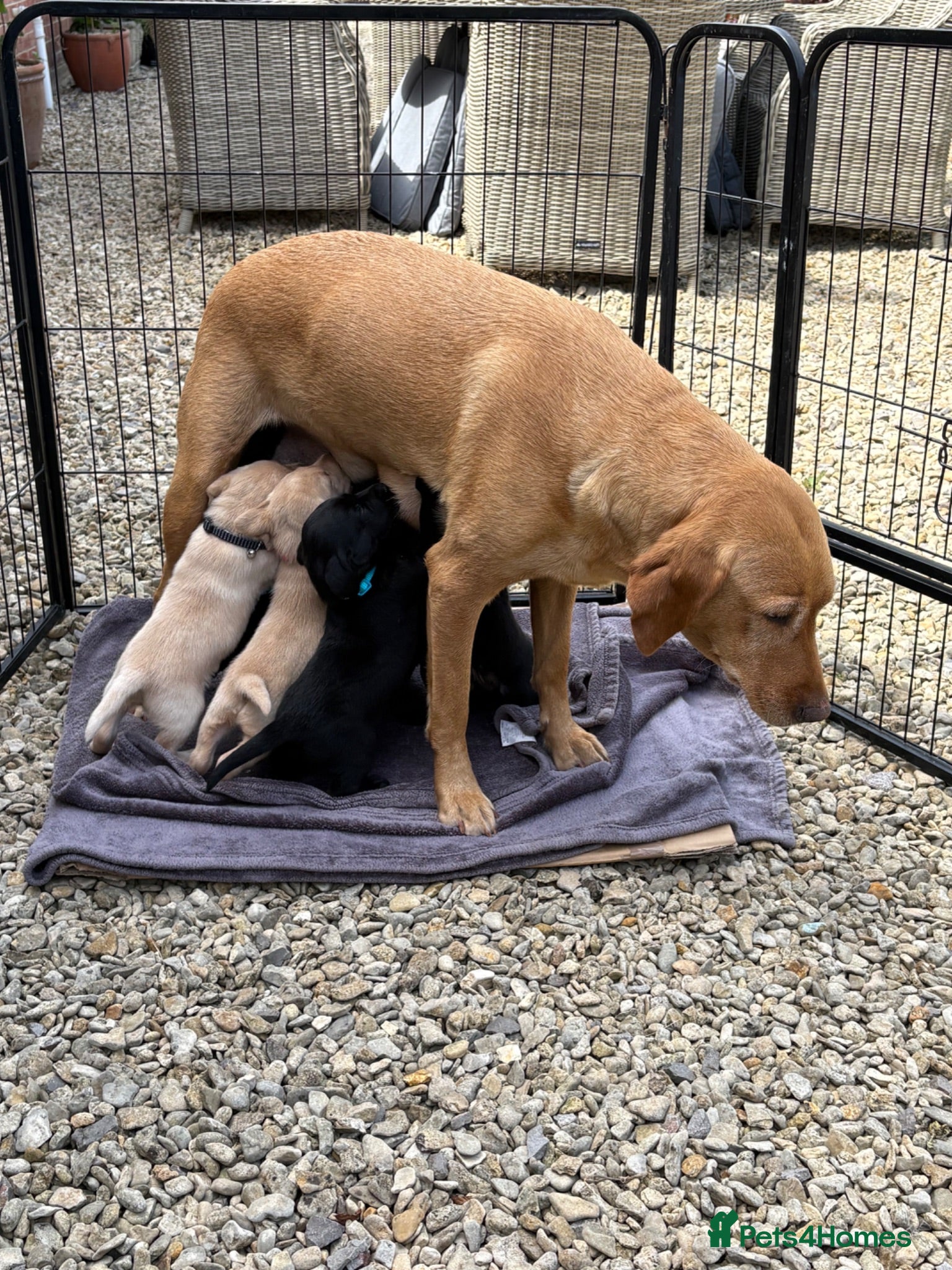 Labrador Retriever dogs Healthy puppies  to loved by a new family  - Advert 2