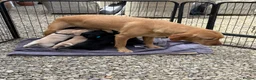 Labrador Retriever dogs for sale: Healthy puppies waiting loved by a new family  in Cheltenham - Advert 2