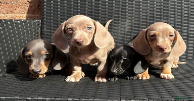 Miniature Dachshund dogs - Advert 16