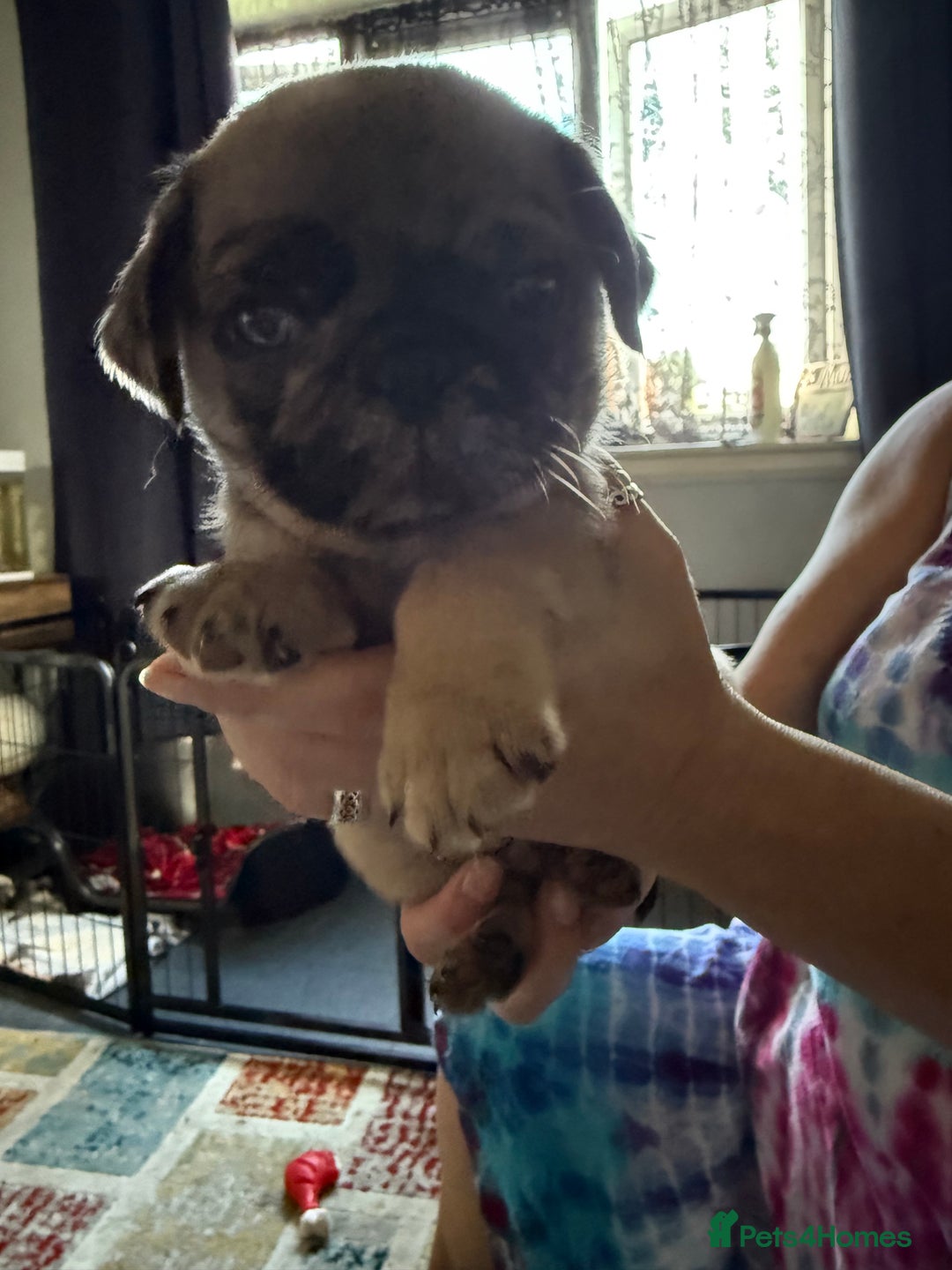 Pug dogs for sale: Pug puppies *READY NOW!!* - Image 20