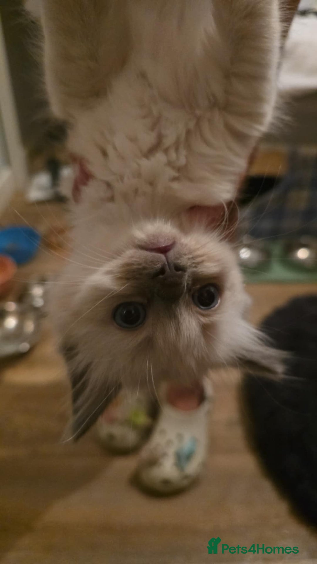 Ragdoll cats for sale: Ragdoll Kittens - Image 10