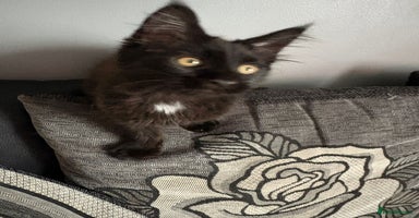 Maine Coon cats - Advert 16