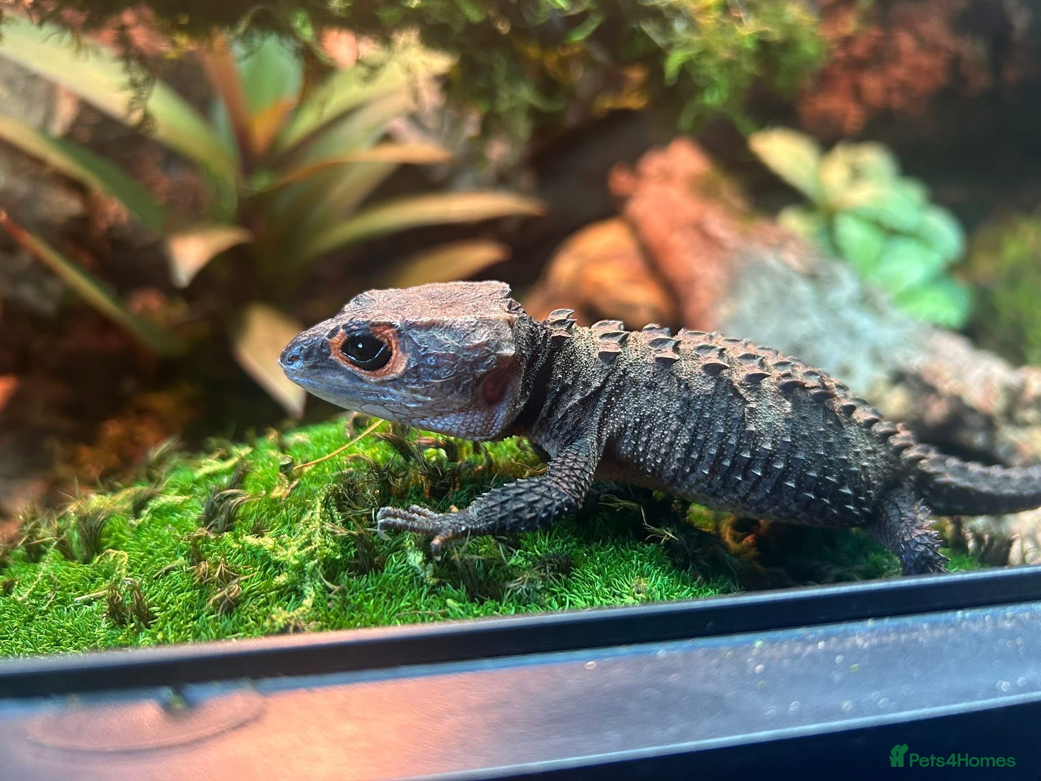 Skink reptiles Red eye crocodile skink cb with full set up - Advert 2