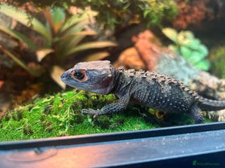 Skink reptiles Red eye crocodile skink cb with full set up - Advert 3