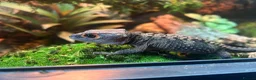 Skink reptiles for sale: Red eye crocodile skink cb with full set up - Advert 1