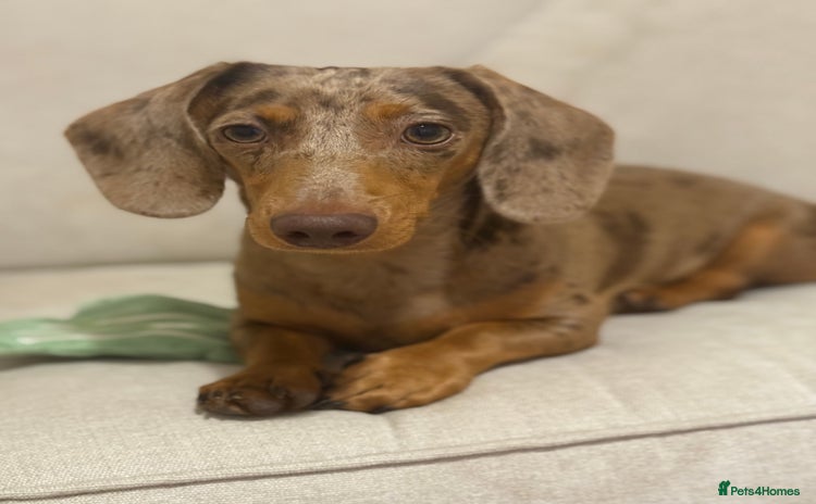 Miniature Dachshund dogs - Advert 16
