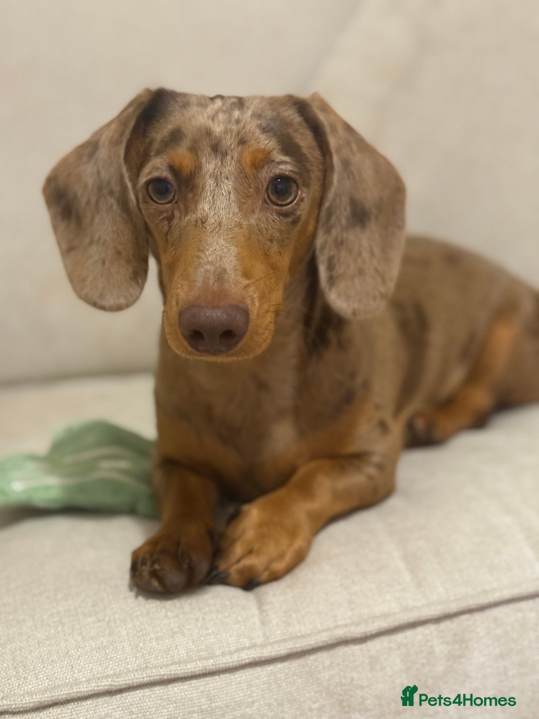Miniature Dachshund dogs for sale: 7 month old mini dachshund - Image 1