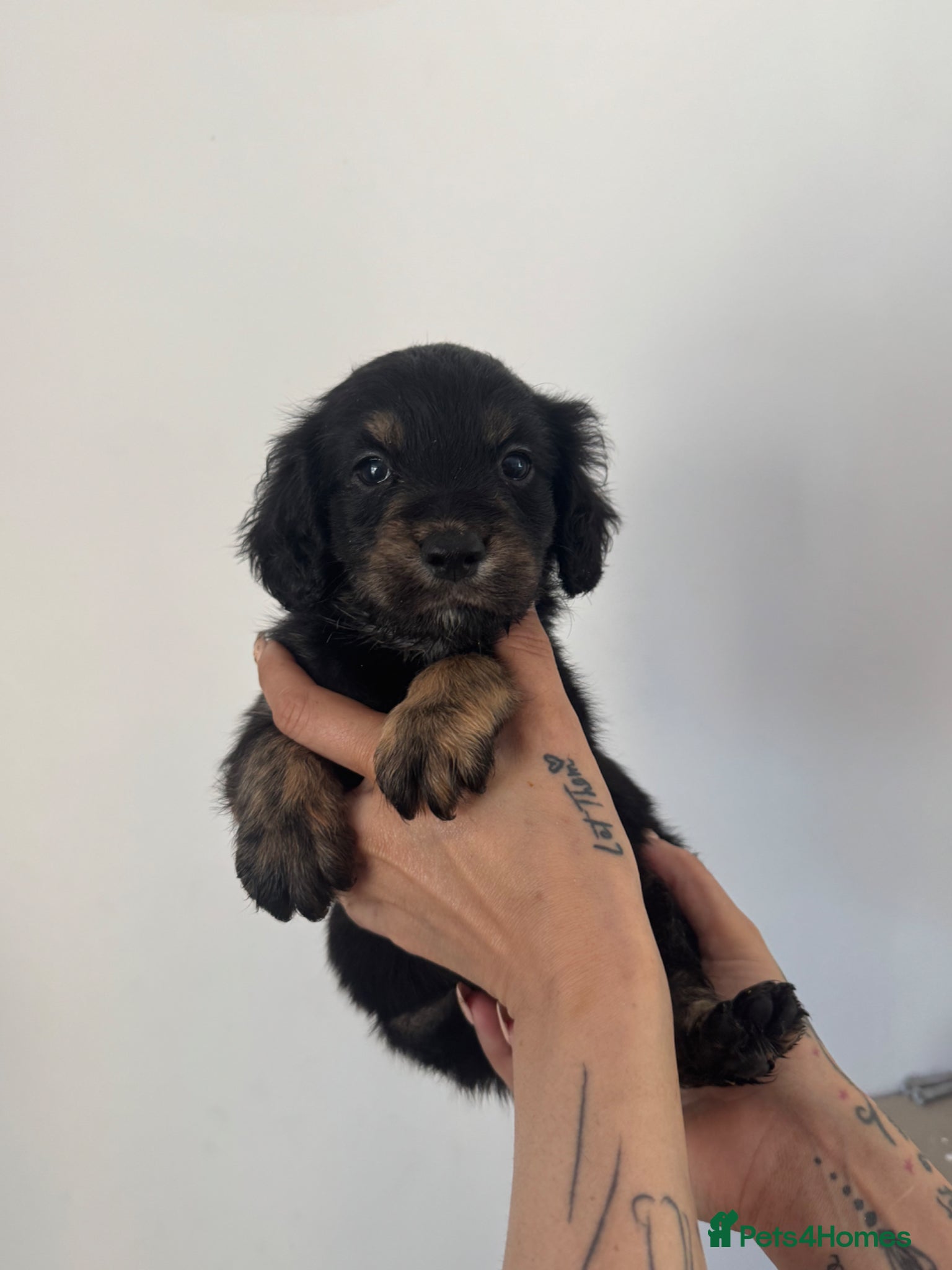 Mixed Breed dogs Beautiful Miniature  labradoodle x cocker spaniel  - Advert 18
