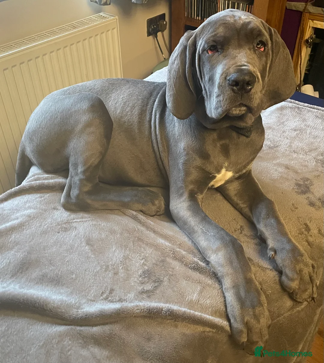 Mixed Breed dogs for sale: STUNNING MASTIFF/GREAT DANE PUPPIES - Advert 12