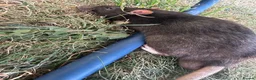 Rat rodents for sale: 3 male Rats - Advert 5