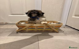 Lhasa Apso dogs for sale: Full bred Lhasa apso puppies  - Advert 10