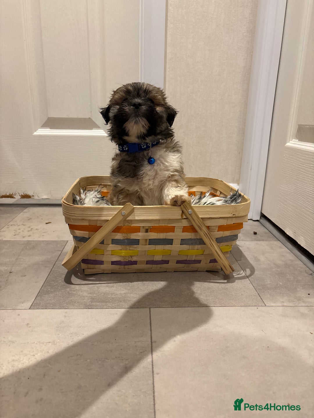 Lhasa Apso dogs for sale: Full bred Lhasa apso puppies  - Advert 10
