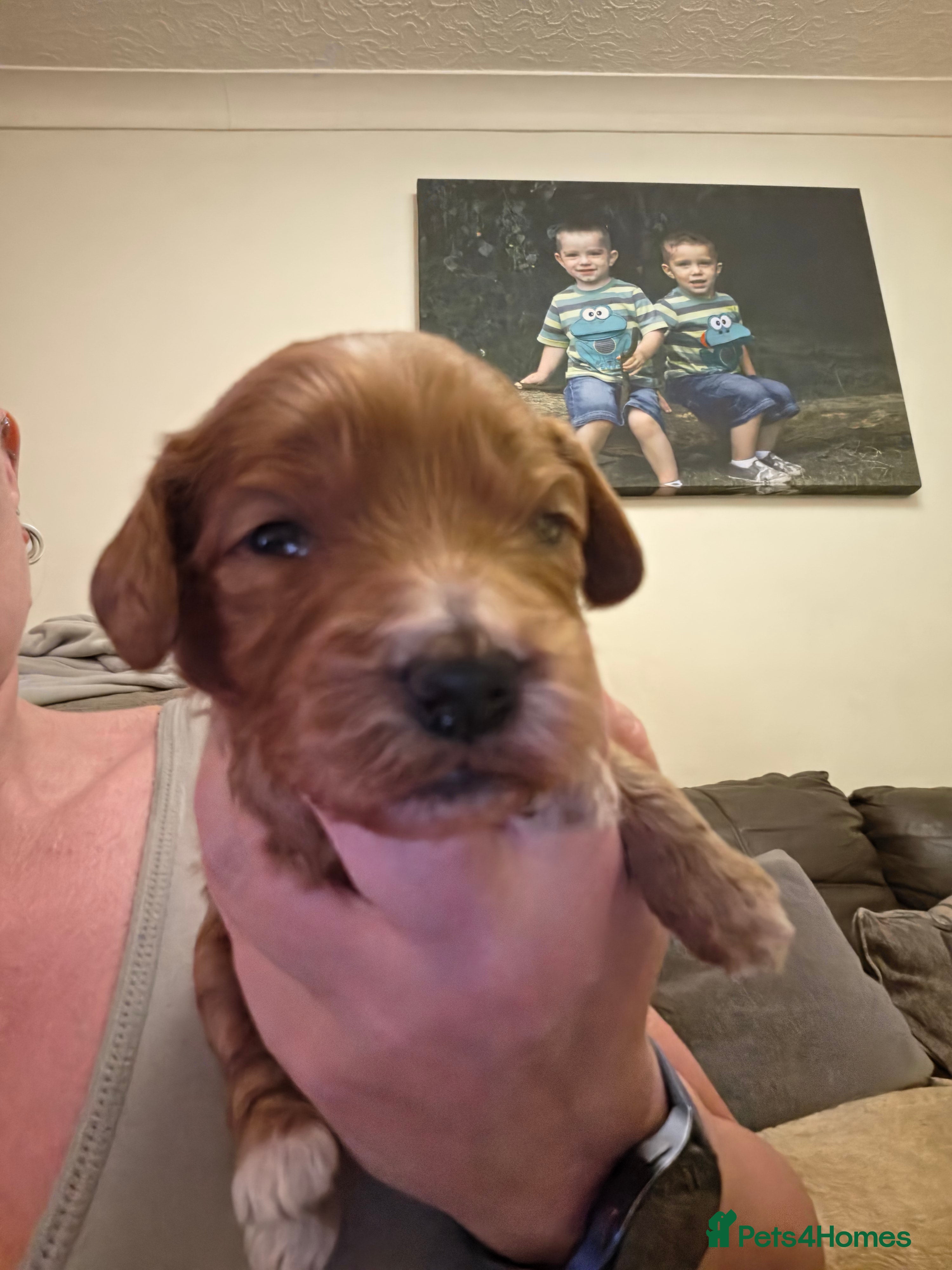 Cockapoo dogs for sale: Gorgeous F1 Cockapoo puppies  in Mansfield - Advert 8