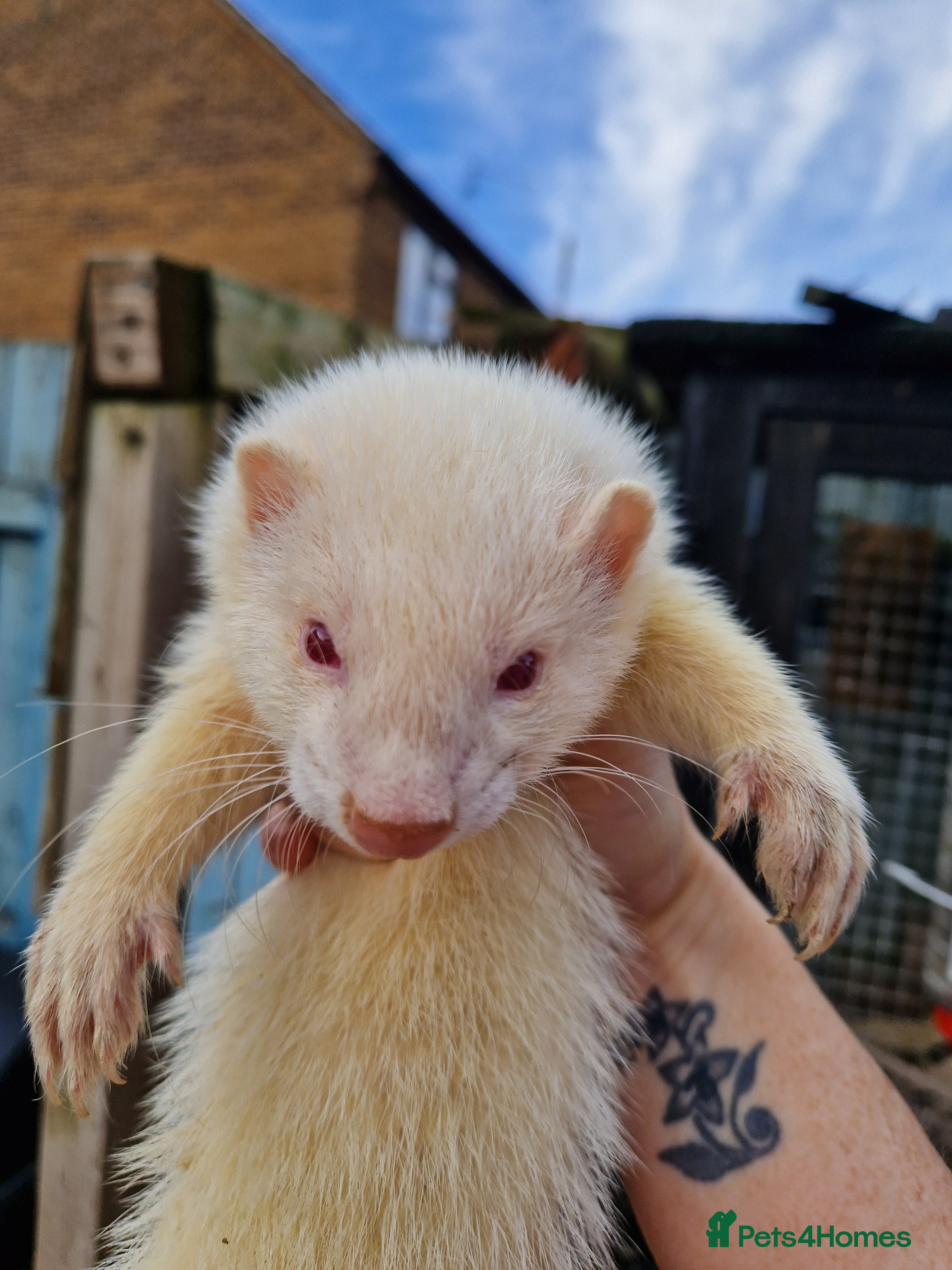 Ferret rodents Albino Ferret kits  - Advert 13
