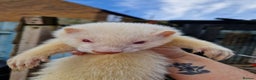 Ferret rodents for sale: Albino Ferret kits  - Advert 1