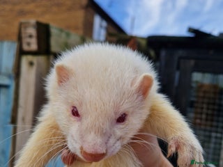 Ferret rodents Albino Ferret kits - Advert 11