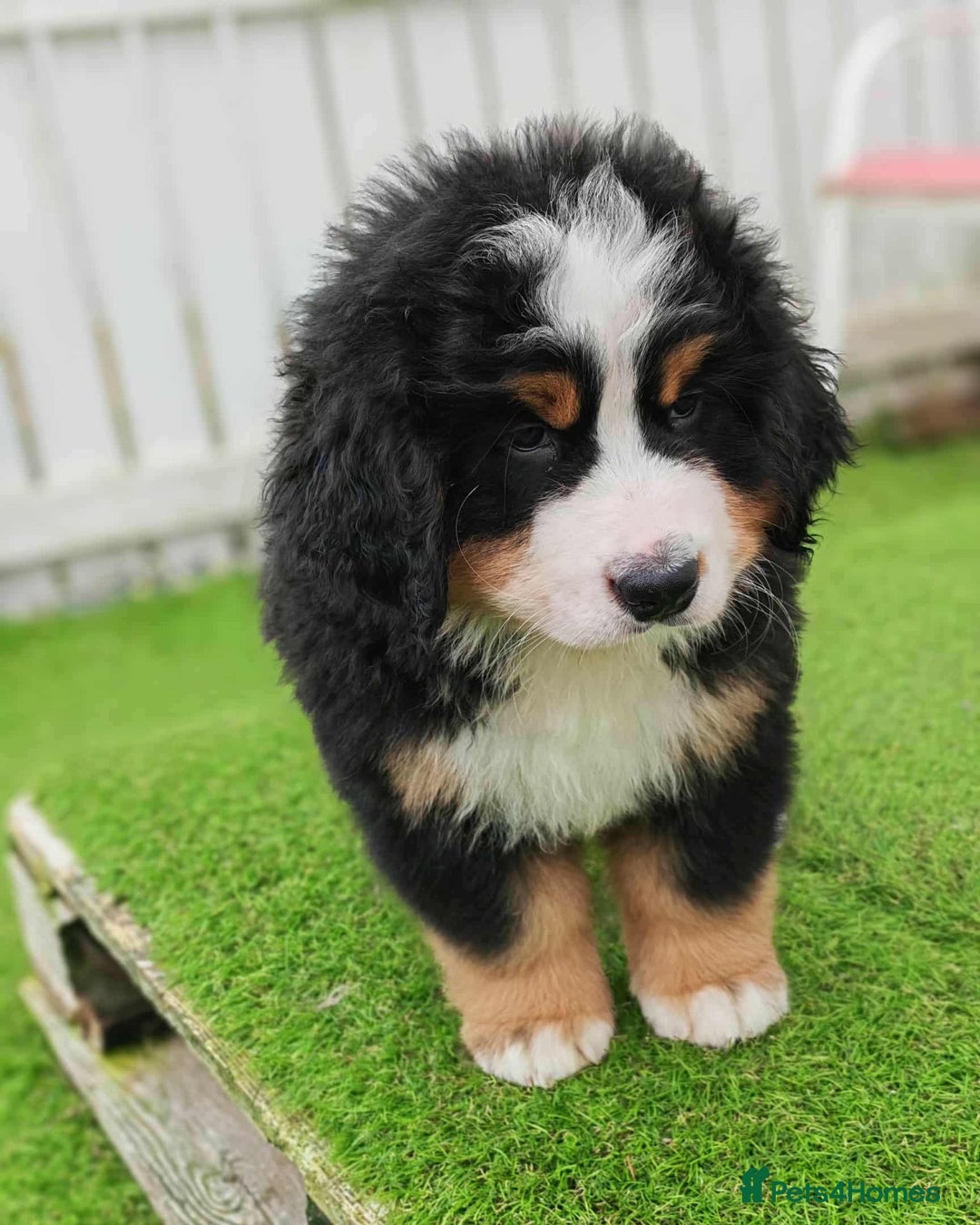 Bernese Mountain Dog dogs for stud: Proven health tested BMD handsome boy for stud. in Northampton - Image 14