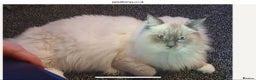 Ragdoll cats for sale: Ragdoll female kitten - Advert 2