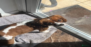 Cavalier King Charles Spaniel dogs - Advert 10