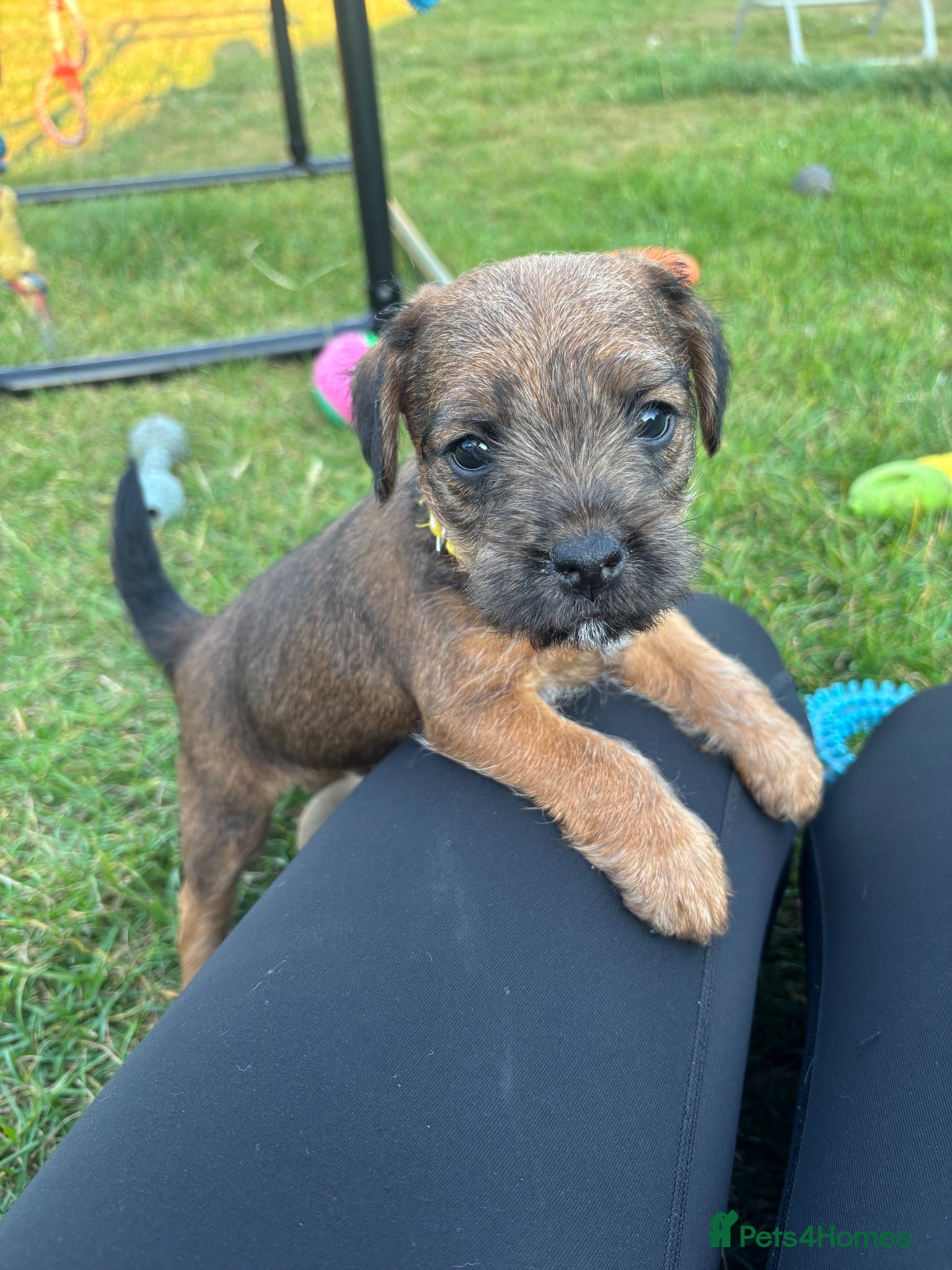 Mixed Breed dogs Beautiful BorderJack Puppies - Advert 1