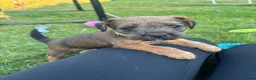 Mixed Breed dogs for sale: Beautiful BorderJack Puppies - Advert 7