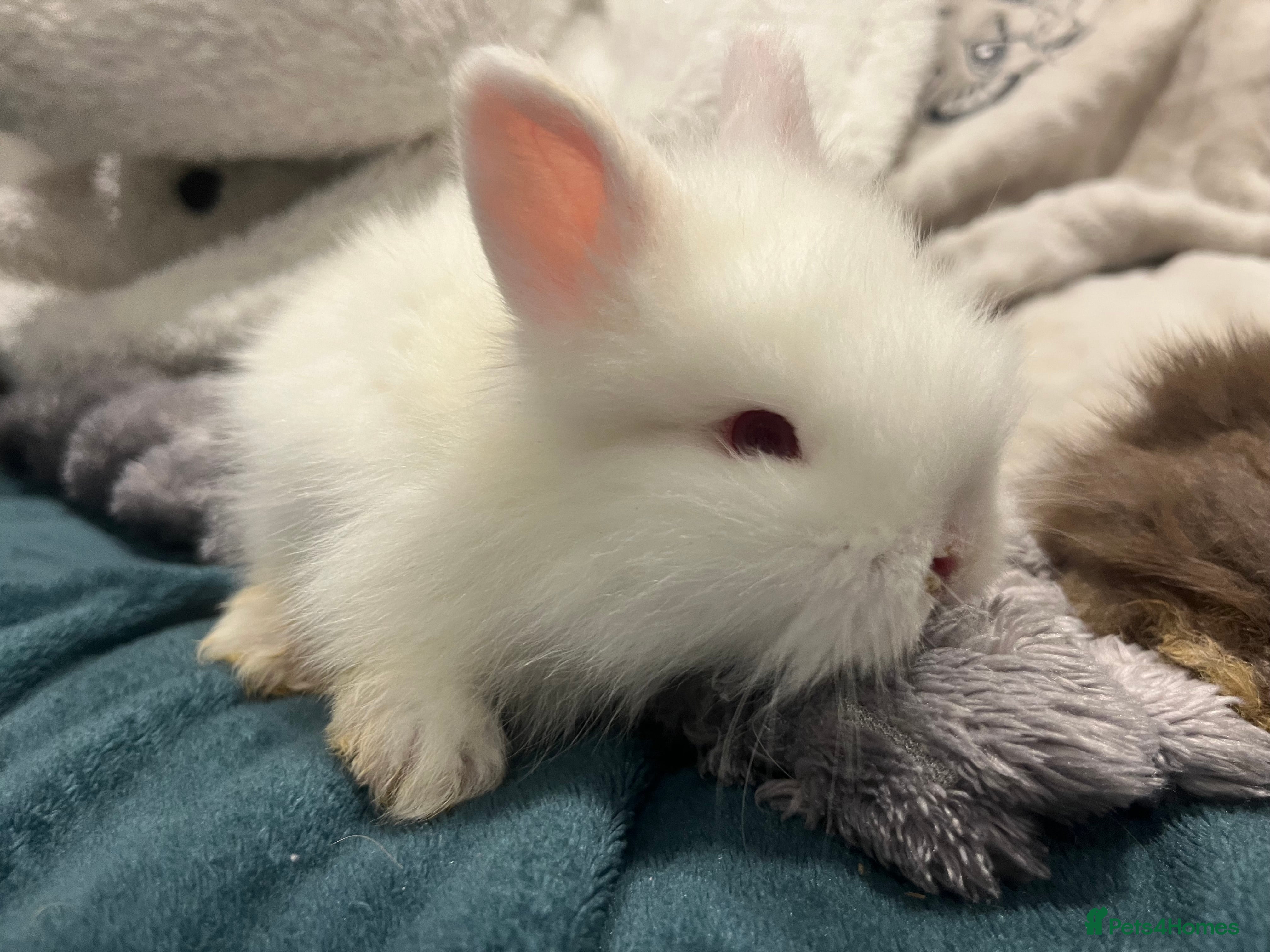 Mini Lop rabbits Mini  double maned lionhead  available  - Advert 15