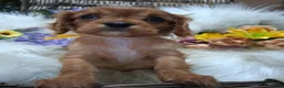 Cavalier King Charles Spaniel dogs for sale: KC Health tested Cavaliers  - Advert 20